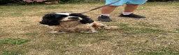 Cocker Spaniel dogs for sale: American cocker Spainel bitch for sale  - Advert 1