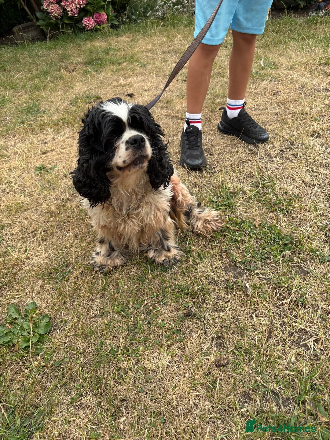 Cocker Spaniel dogs for sale: American cocker Spainel bitch for sale  - Advert 1