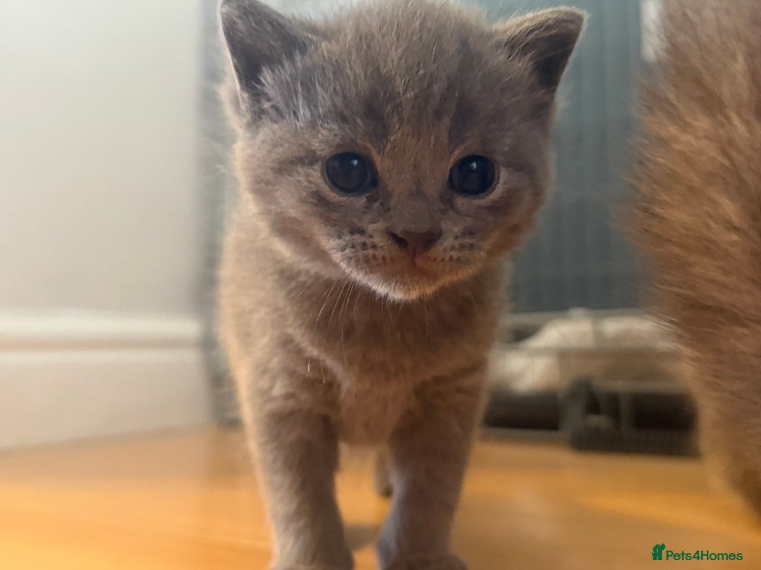 British Shorthair cats for sale: British shorthair cross Russian Blue - Image 6