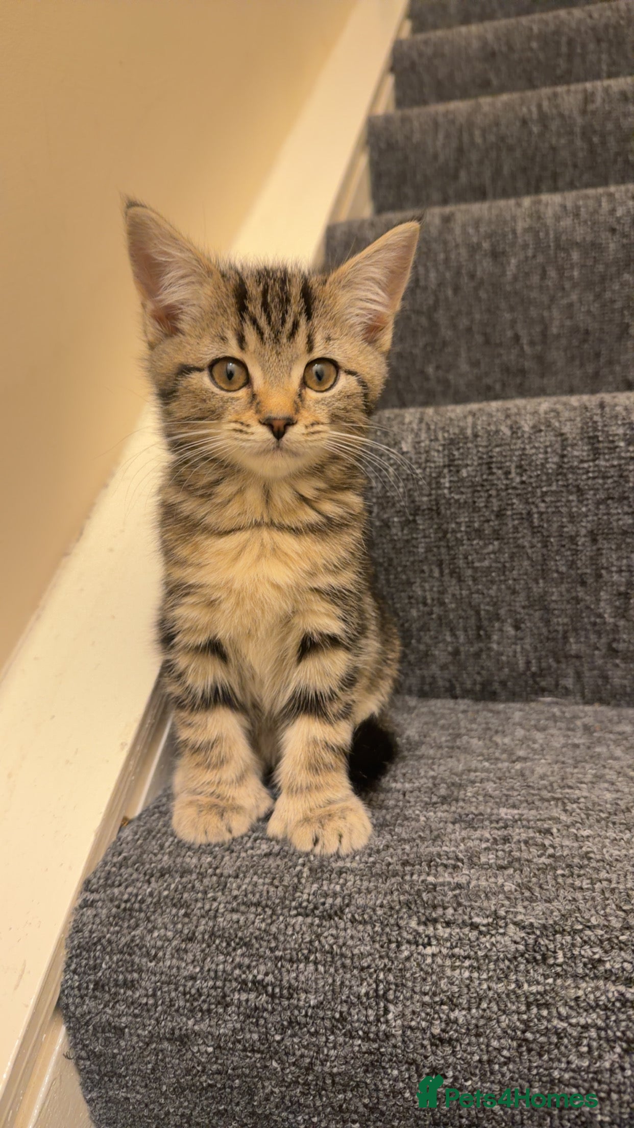 Mixed Breed cats 1 Maine coon + domestic short haired kitten left  - Advert 19