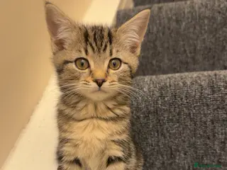 Mixed Breed cats 1 Maine coon + domestic short haired kitten left - Advert 19