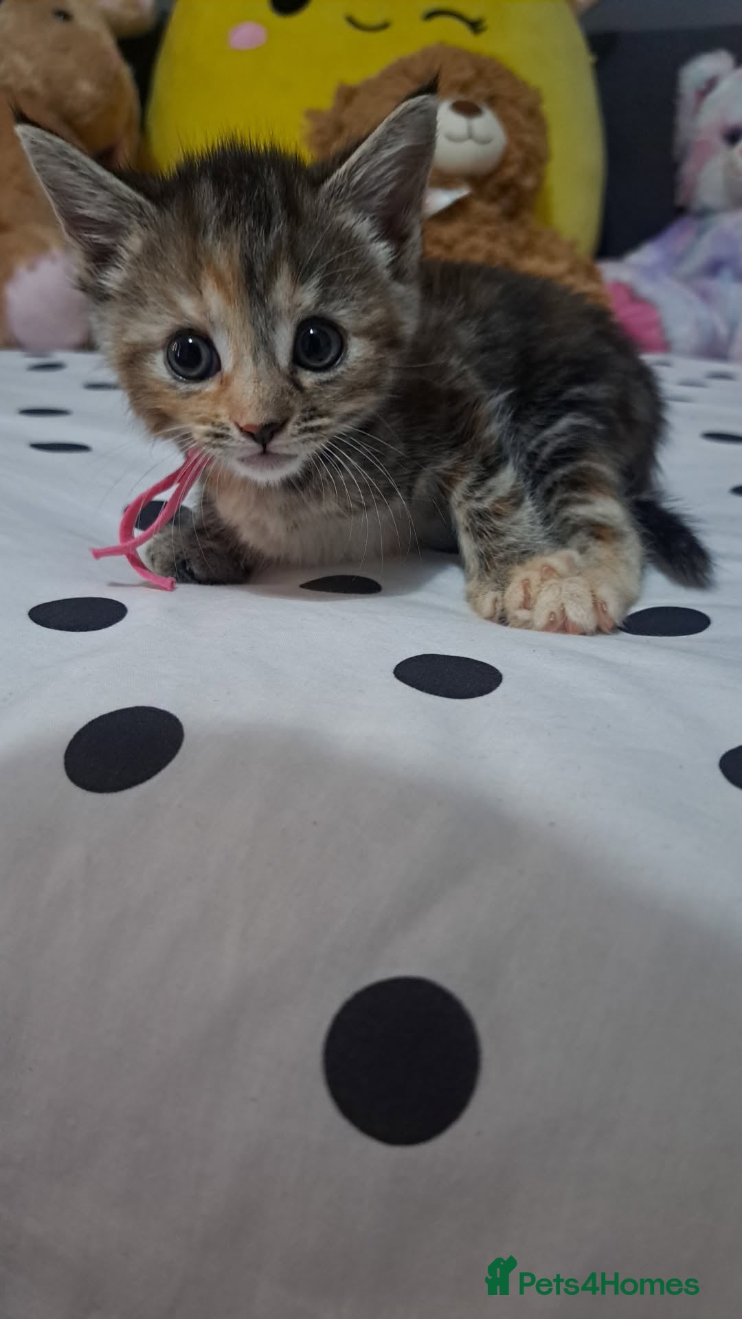 Mixed Breed cats Kittens 🥰 - Advert 7