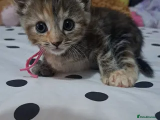 Mixed Breed cats Kittens 🥰 - Advert 7