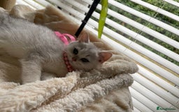British Shorthair cats for sale: Adorable Tica registered BSH Kittens for sale - Image 20