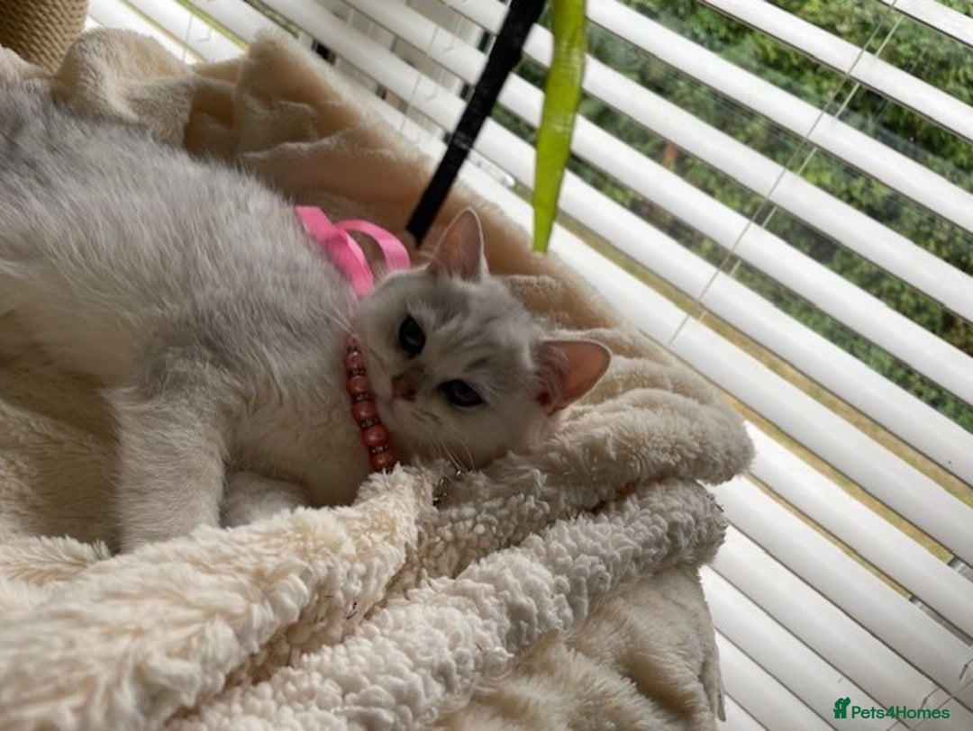 British Shorthair cats for sale: Adorable Tica registered BSH Kittens for sale - Image 20