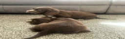 Cocker Spaniel dogs for sale: Show type cocker spaniel puppies  - Advert 12