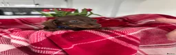 Miniature Dachshund dogs for sale: Miniature dachshunds  - Advert 11