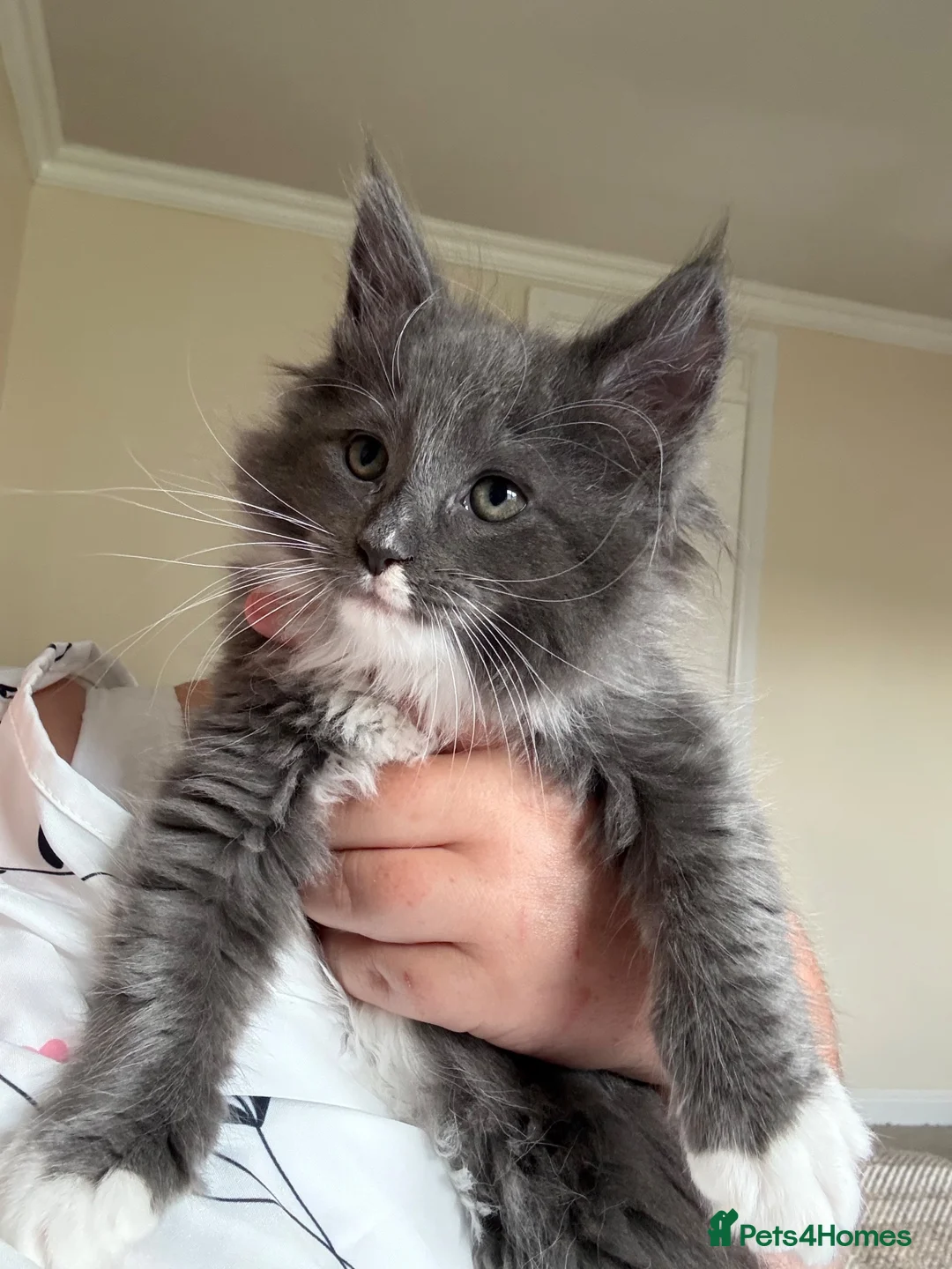 Mixed Breed cats for sale: Ragcoon Kitten - Advert 2