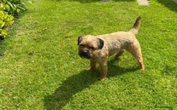 Border Terrier dogs for sale: BORDER TERRIER PUPS KC REG SLEM CLEAR - Image 7