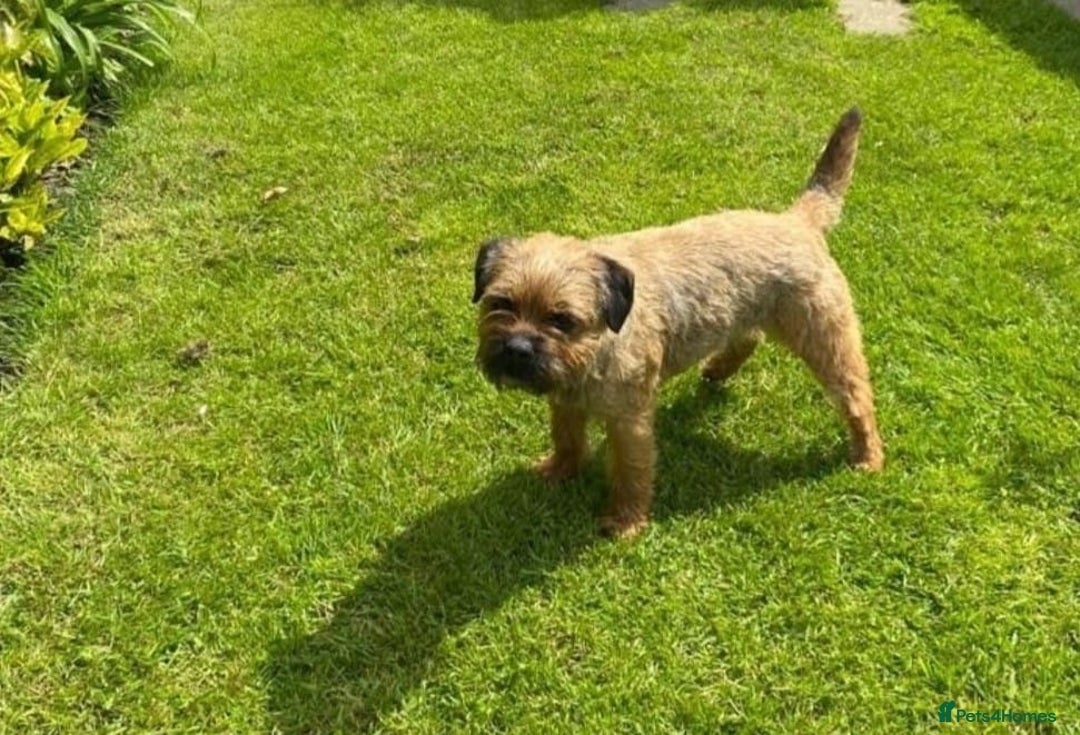 Border Terrier dogs for sale: BORDER TERRIER PUPS KC REG SLEM CLEAR - Image 7