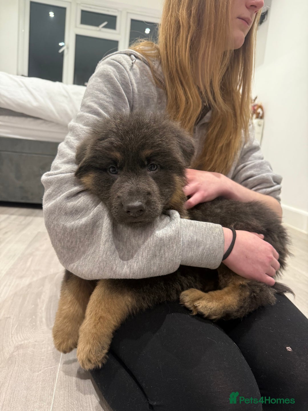 German Shepherd dogs for sale: KC Health tested long coat German Shepherd  - Advert 4