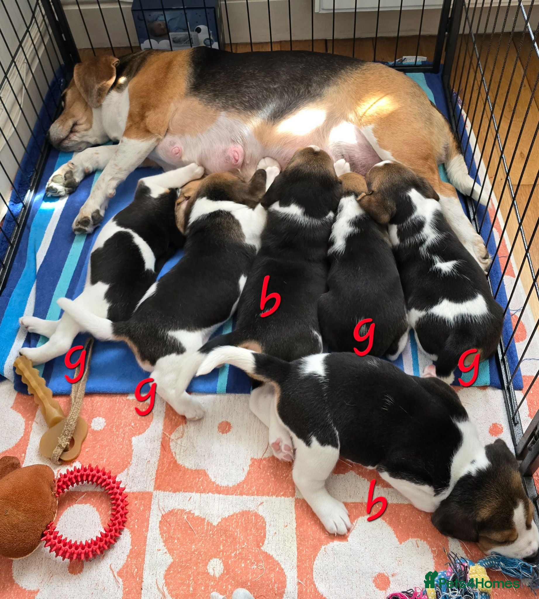 Beagle dogs Gorgeous KC reg puppies - Advert 1