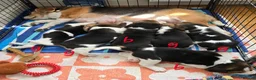 Beagle dogs for sale: Gorgeous KC reg puppies - Advert 1