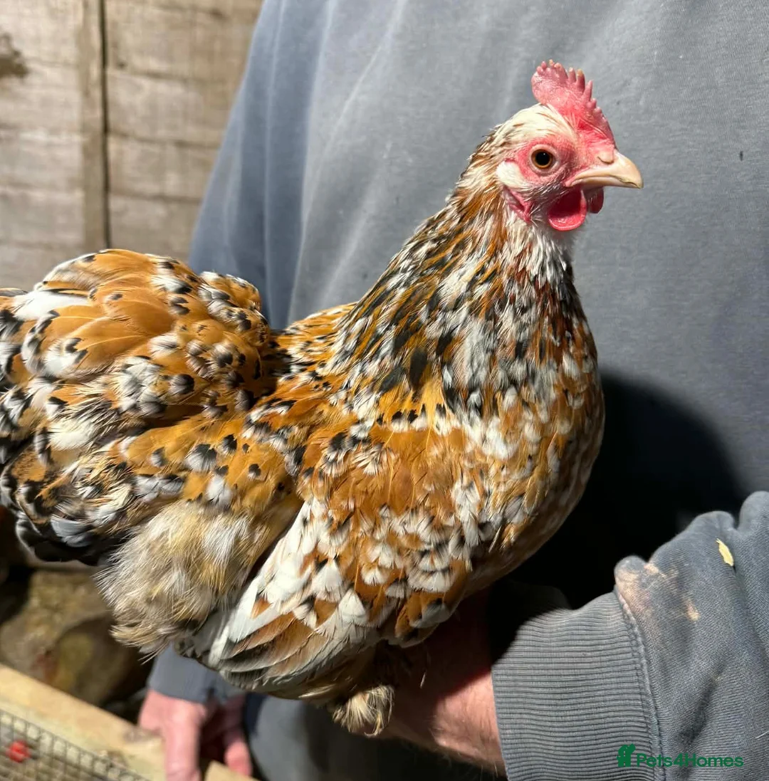 Chickens poultry for sale: Pekin hatching eggs only!  - Advert 1