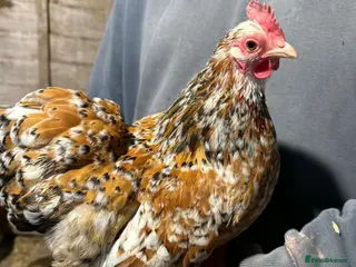 Chickens poultry Pekin hatching eggs only! - Advert 2