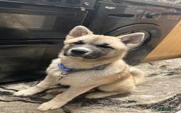 Mixed Breed dogs for sale: Half Japanese Half American Akita - Image 5