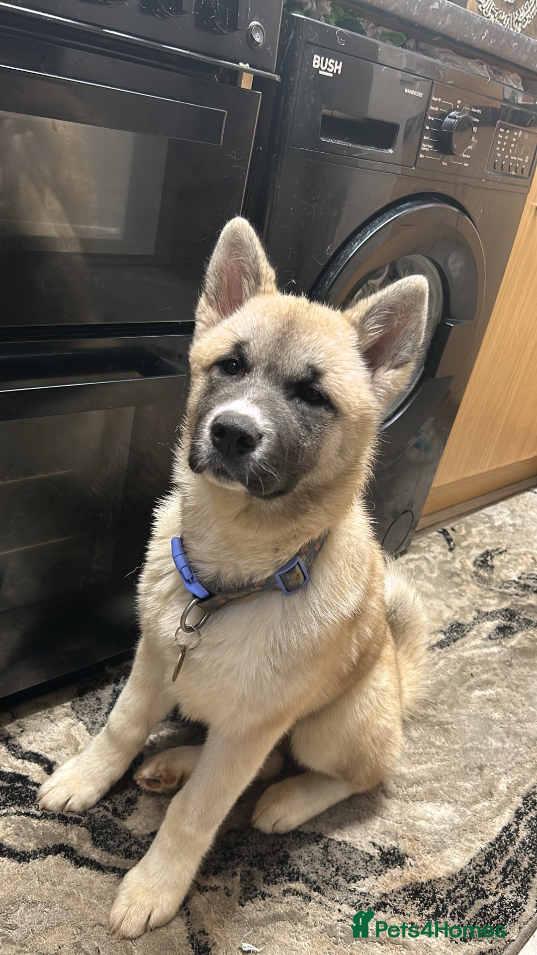 Mixed Breed dogs for sale: Half Japanese Half American Akita - Image 5