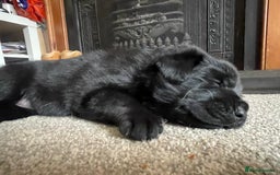 Mixed Breed dogs for sale: Shepadors  - Image 6