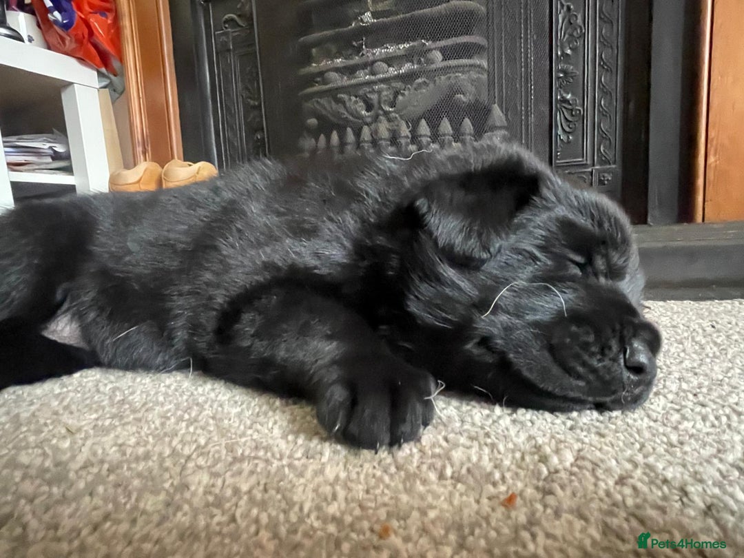 Mixed Breed dogs for sale: Shepadors  - Image 6