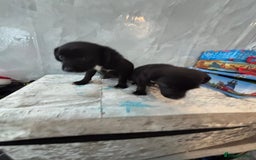 Patterjack dogs for sale: 4 lovely patterjacks  - Image 14