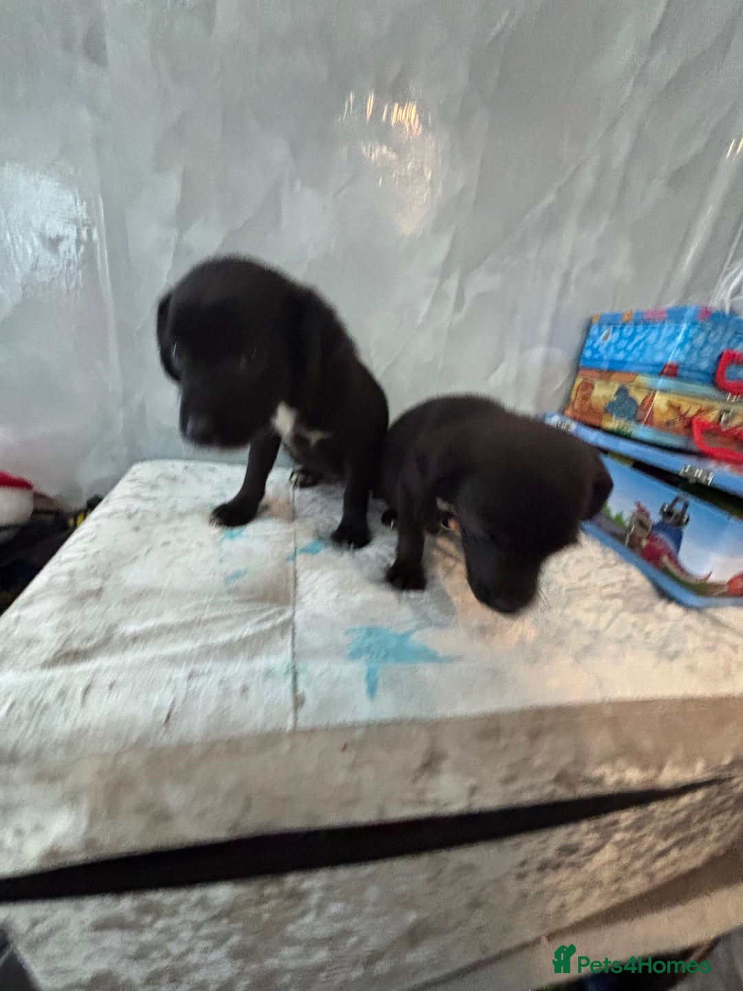 Patterjack dogs for sale: 4 lovely patterjacks  - Image 14