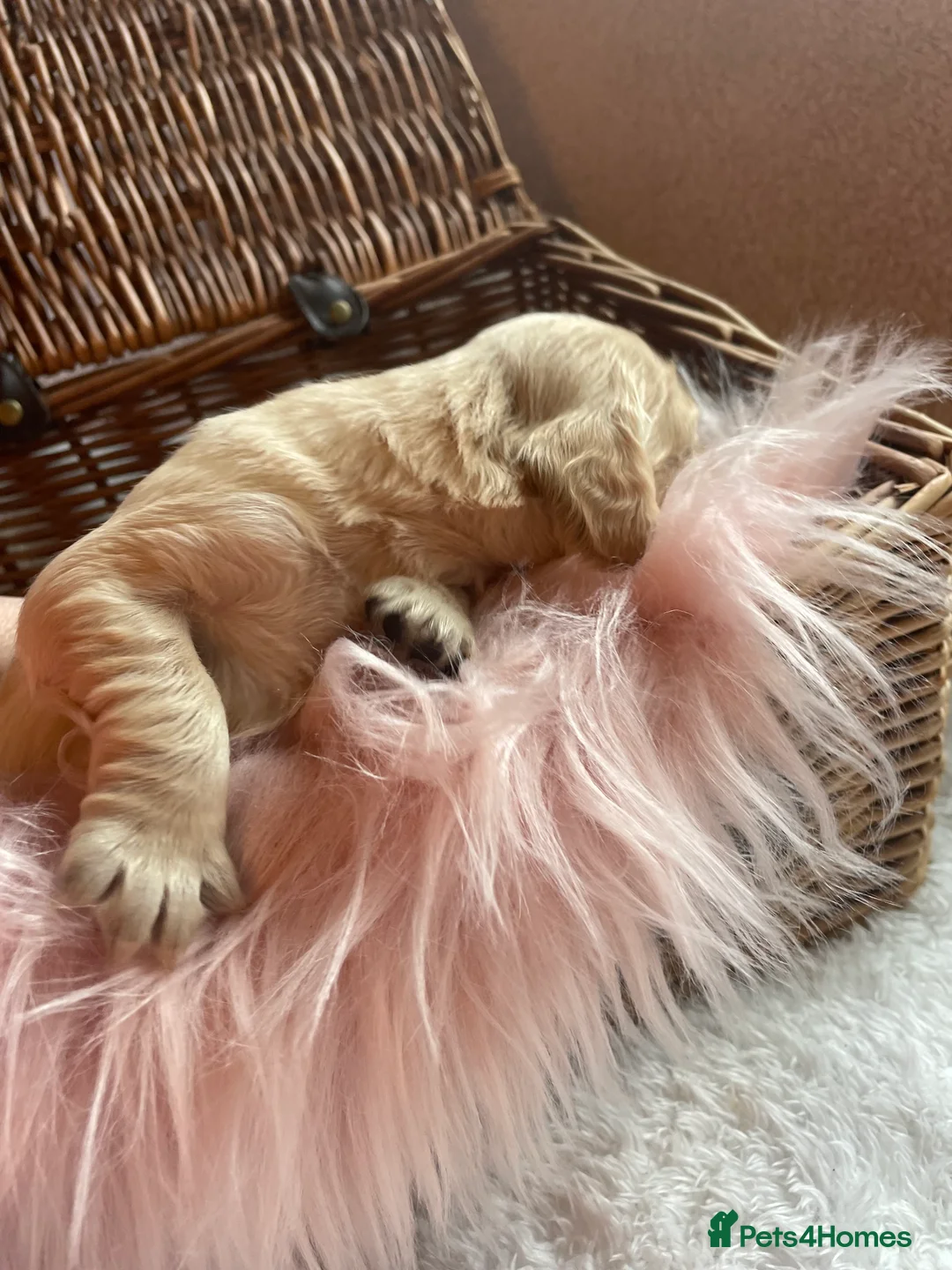 Mixed Breed dogs for sale: V.RARE ! Miniature GOLDEN RETRIEVERS(Dakota sport) - Advert 17