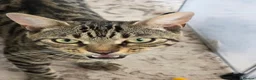 Bengal cats for sale: Beautiful Bengal Kittens – Loving Homes Only  - Advert 25
