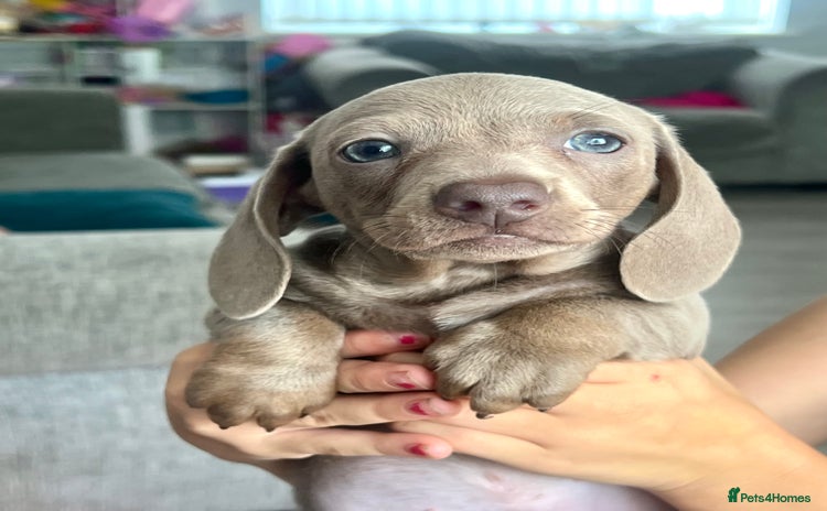 Miniature Dachshund dogs - Advert 11