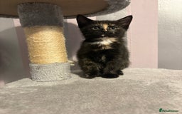 Mixed Breed cats for sale: One female kitten  - Image 6