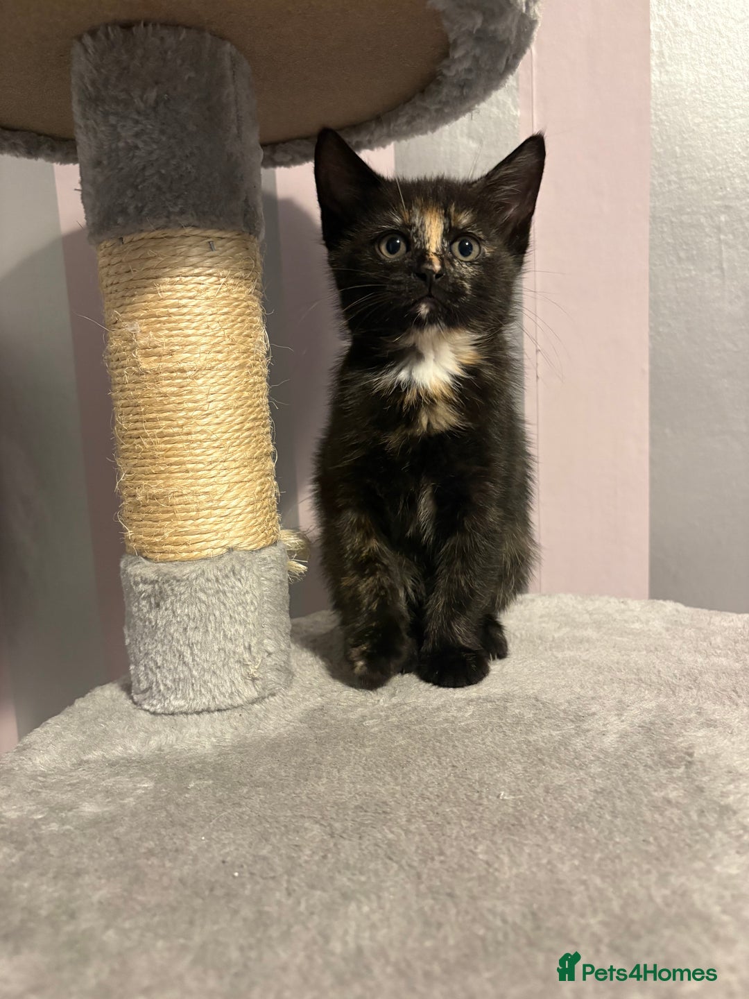 Mixed Breed cats for sale: One female kitten  - Image 6