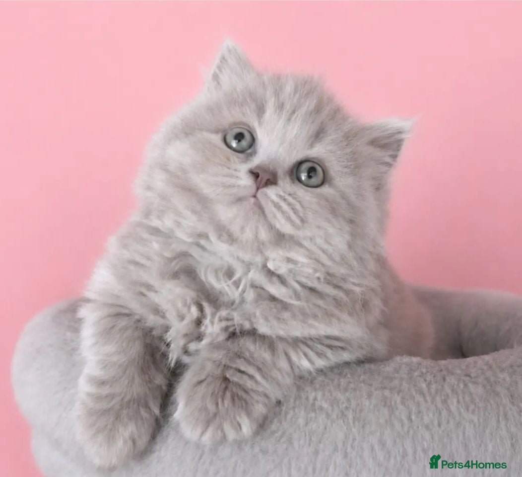 British Shorthair cats Exceptional  British longhair female  - Advert 11