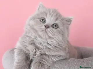 British Shorthair cats Exceptional British longhair female - Advert 11
