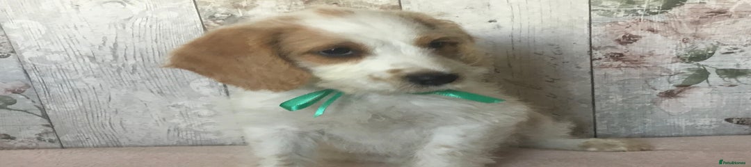 Bordoodle Puppy 2