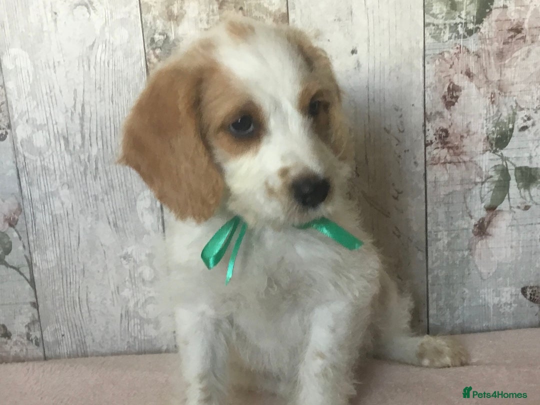Bordoodle dogs for sale: Adorable & Confident Collie x poodle pups - Image 13