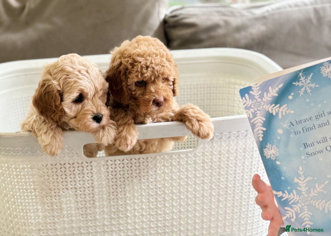 Cavapoo dogs for sale: F1b health tested cavapoo - Image 29