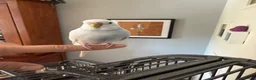 Budgerigars birds for sale: 2 Budgies for rehoming  - Advert 3