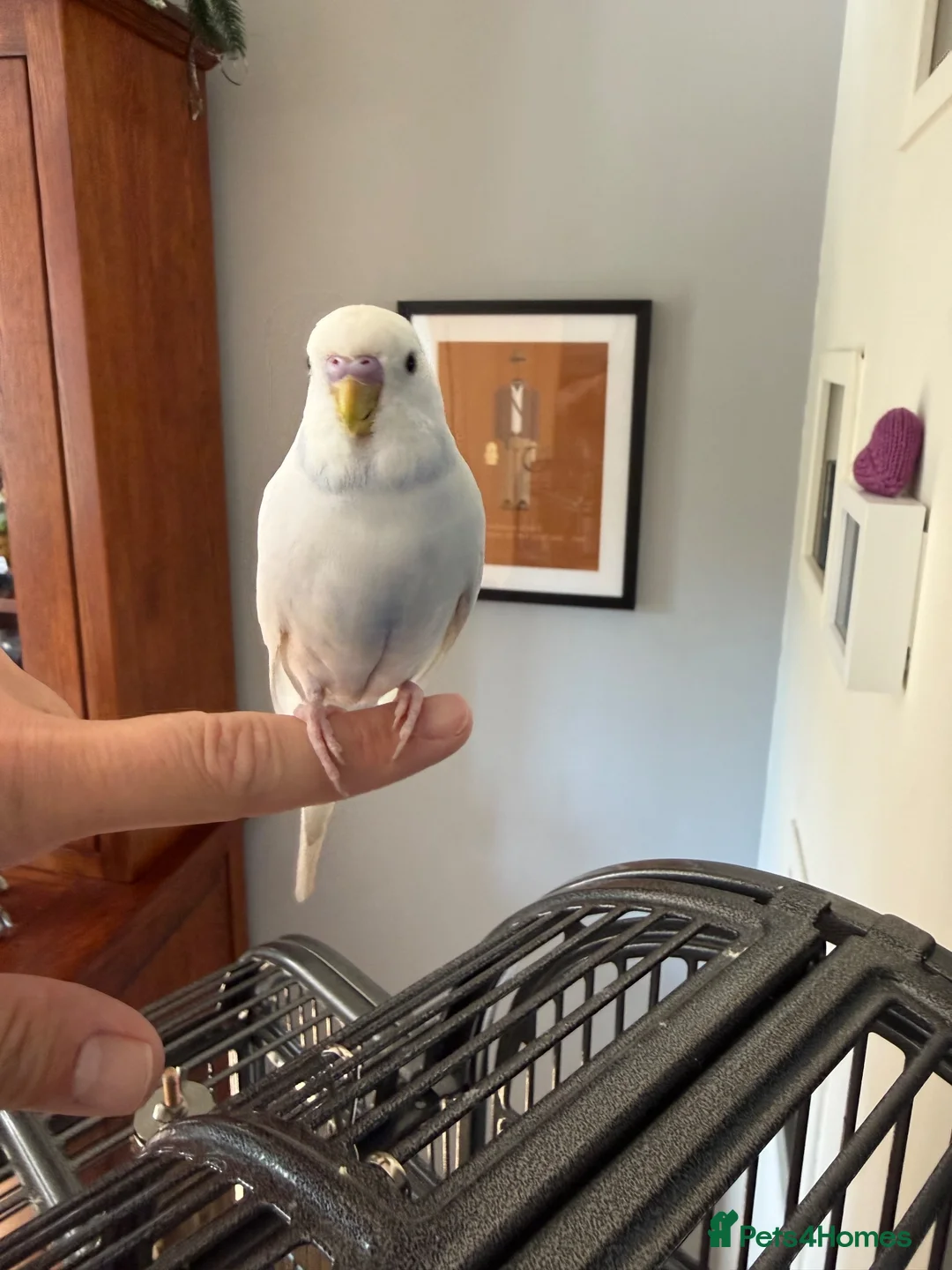 Budgerigars birds for sale: 2 Budgies for rehoming  - Advert 3