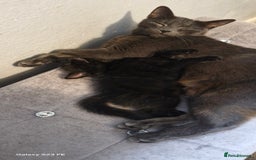 Mixed Breed cats for sale: Black kittens  - Image 1