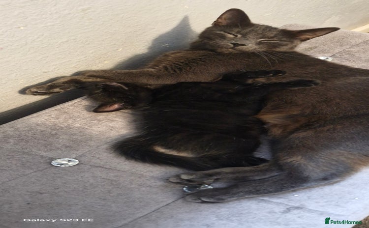 Mixed Breed cats - Advert 1