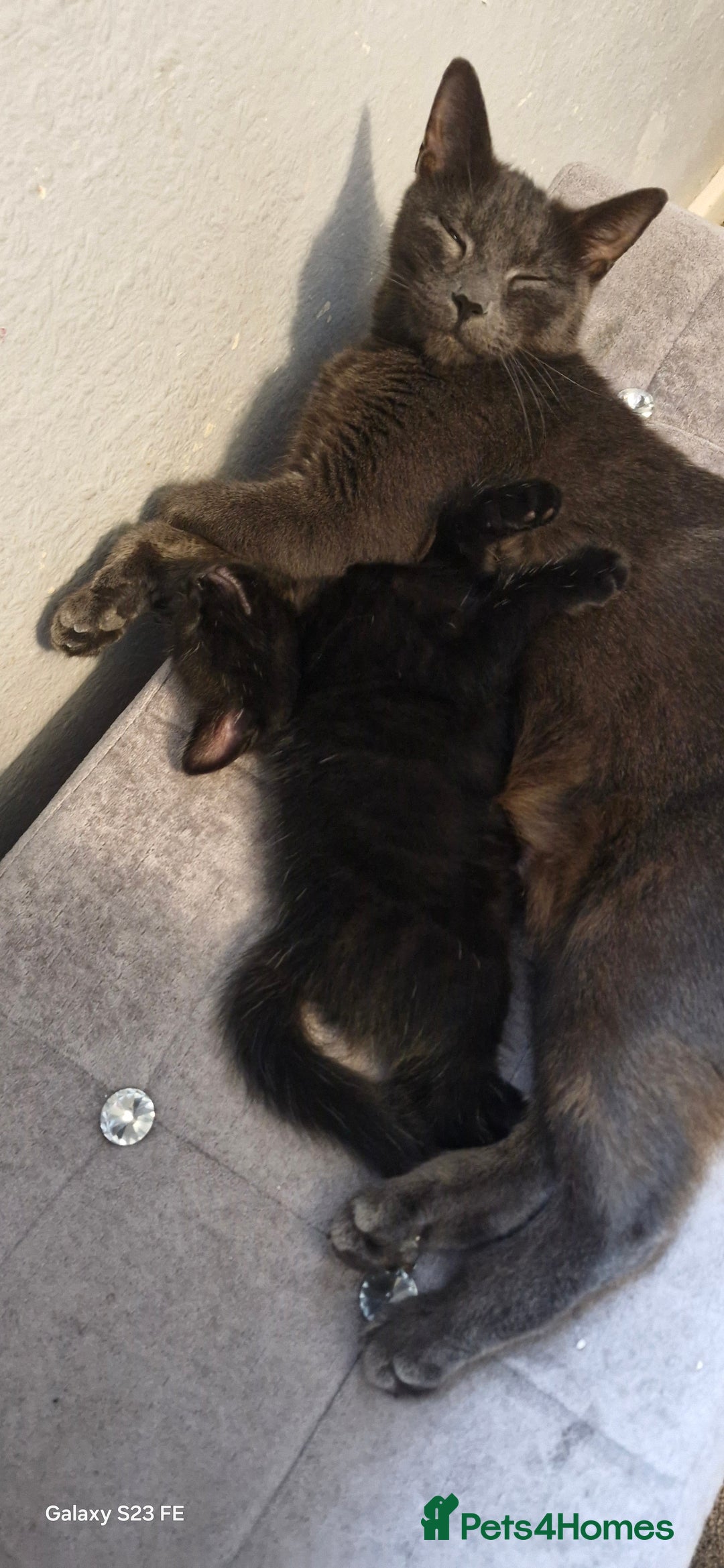 Mixed Breed cats for sale: Black kittens  - Image 1