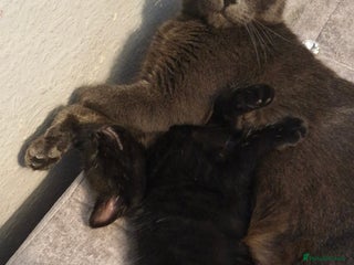 Mixed Breed cats - Advert 4