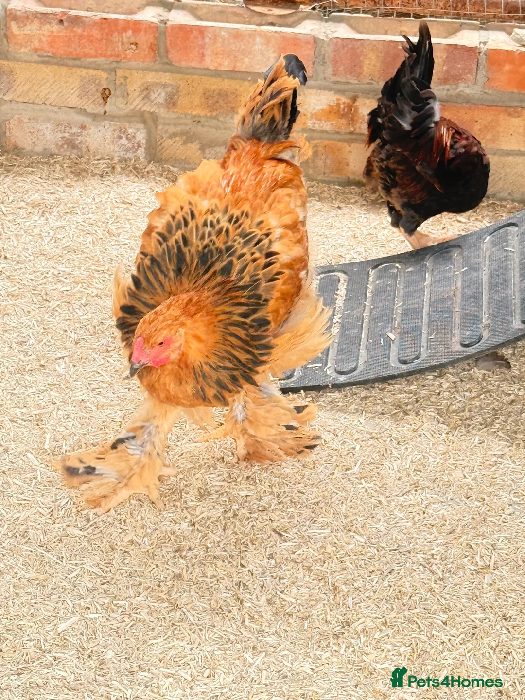 Chickens poultry for sale: Colombian buff brahma cockerel exhibition standard in Huntingdon - Advert 2