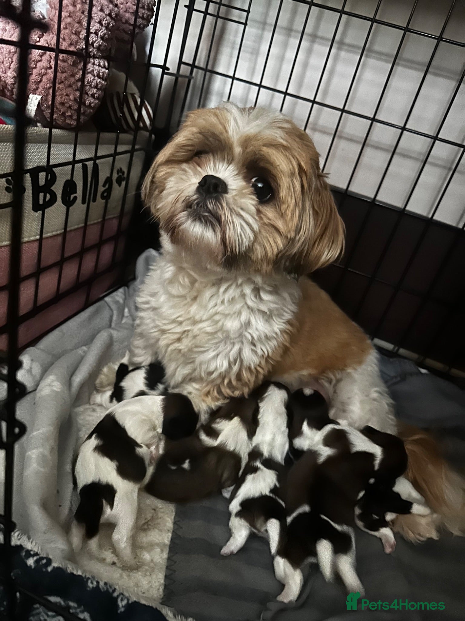 Shih Tzu dogs Beautiful shih tzu puppies 🥹🐾 - Advert 1