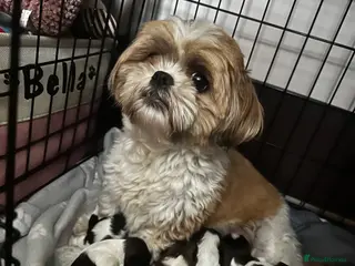 Shih Tzu dogs Beautiful shih tzu puppies 🥹🐾 - Advert 1