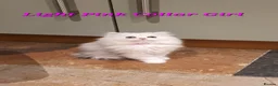 Persian cats for sale: 💖Beautiful Pedigree Chinchilla Persian Kittens.  - Advert 37