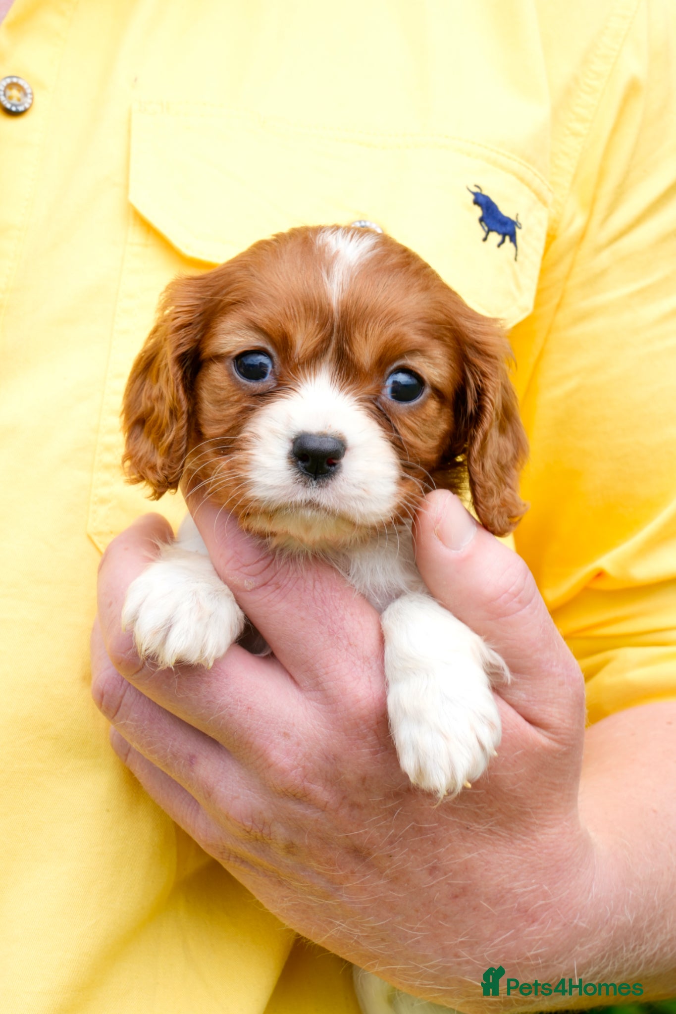 Cavalier King Charles Spaniel dogs for sale: Cavalier King Charles Puppies - Advert 8