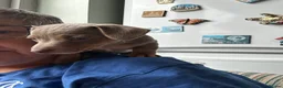 Jack Russell dogs for sale: Stunning miniature jack Russell puppy - Advert 24