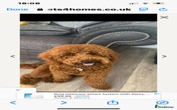 Irish Doodle dogs for sale: Irish Doodle cross miniature poodle f1b pups  - Image 5