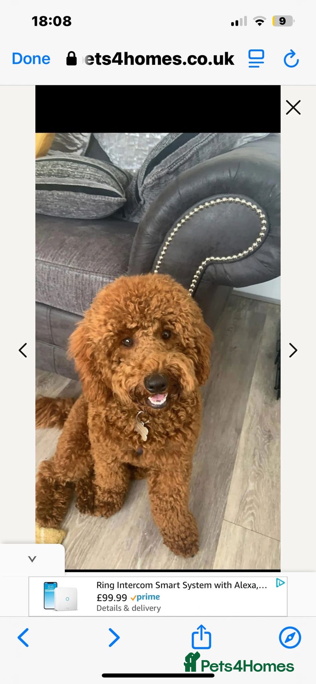 Irish Doodle dogs for sale: Irish Doodle cross miniature poodle f1b pups  - Image 5