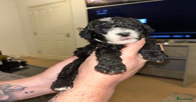 Cavapoochon dogs 🌟 Stunning F1B Cavapoochon puppies available now  - Advert 5